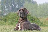 DOGUE ALLEMAND 434